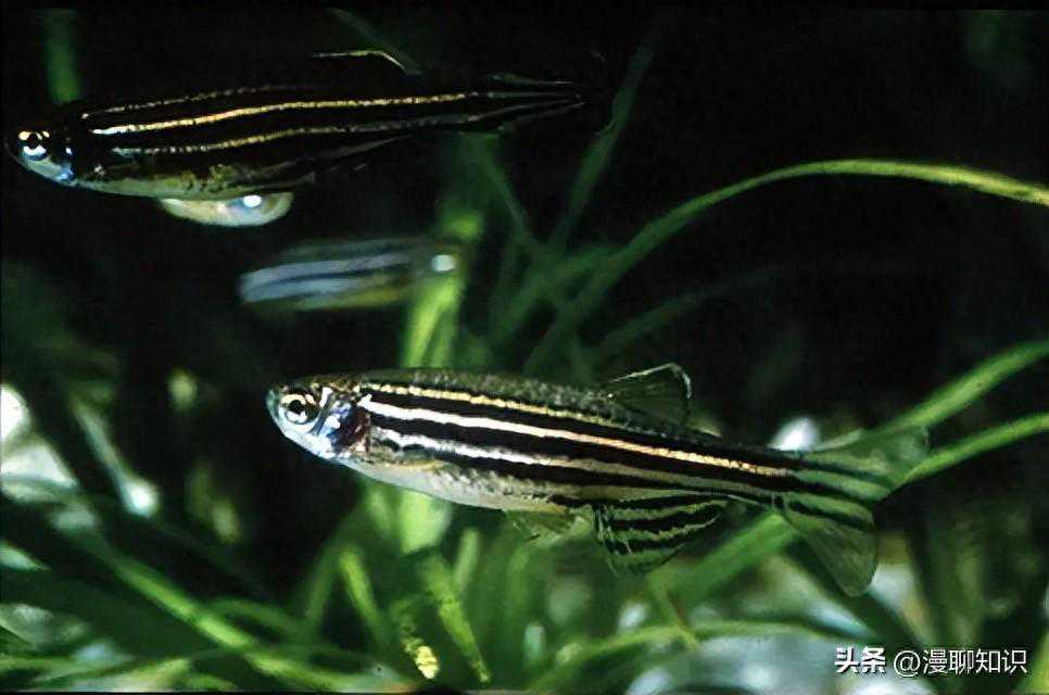 PAMPs和TDCIPP联合暴露使斑马鱼肝脏结构损伤，严重还会致死