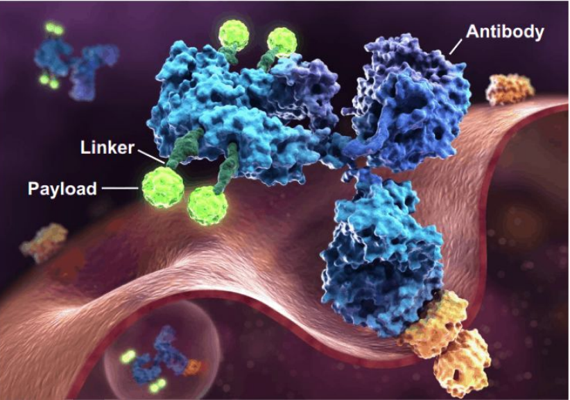 全球上市抗体偶联药物ADC药物及共识盘点