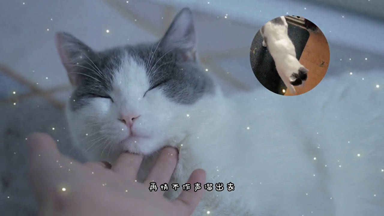 猫:小母猫,为了你,这点委屈算得了什么~期待我们团聚的... 猫:小母猫,为了你,这点委屈算得了什么~期待我们团聚的...