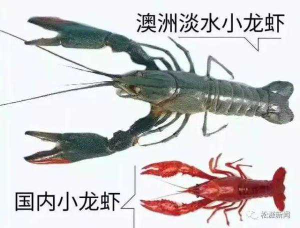 松滋规划打造“澳洲龙虾之乡”,它们长这个样子 松滋规划打造“澳洲龙虾之乡”,它们长这个样子