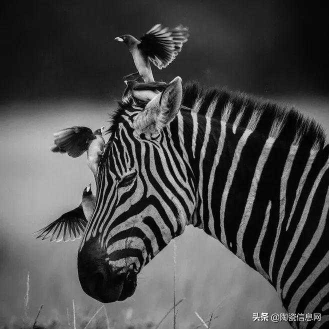 「家装案例」经典黑白灰过于简朴?不,色彩改变的绝不是一点点 「家装案例」经典黑白灰过于简朴?不,色彩改变的绝不是一点点