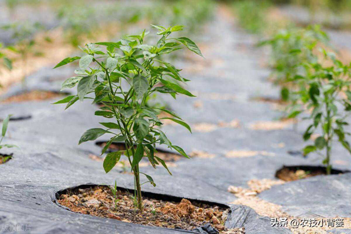 农作物覆膜种植有技巧吗?有!地膜要巧用,才能达到最佳覆膜效果 农作物覆膜种植有技巧吗?有!地膜要巧用,才能达到最佳覆膜效果